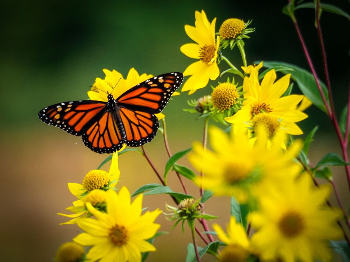 mariposas