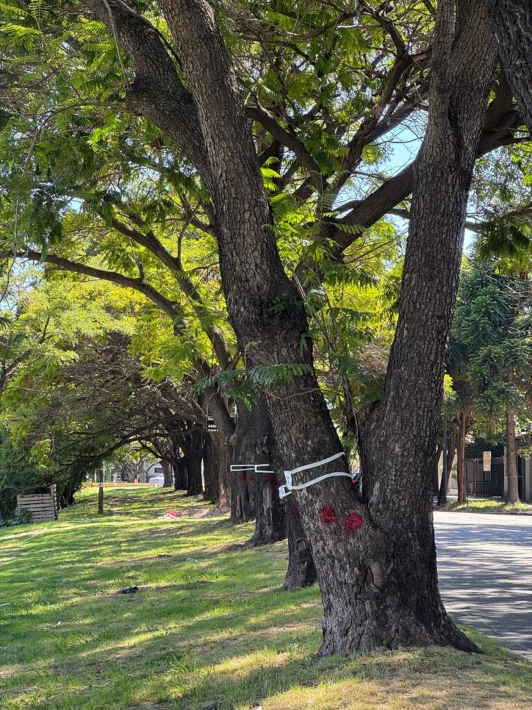 arboles