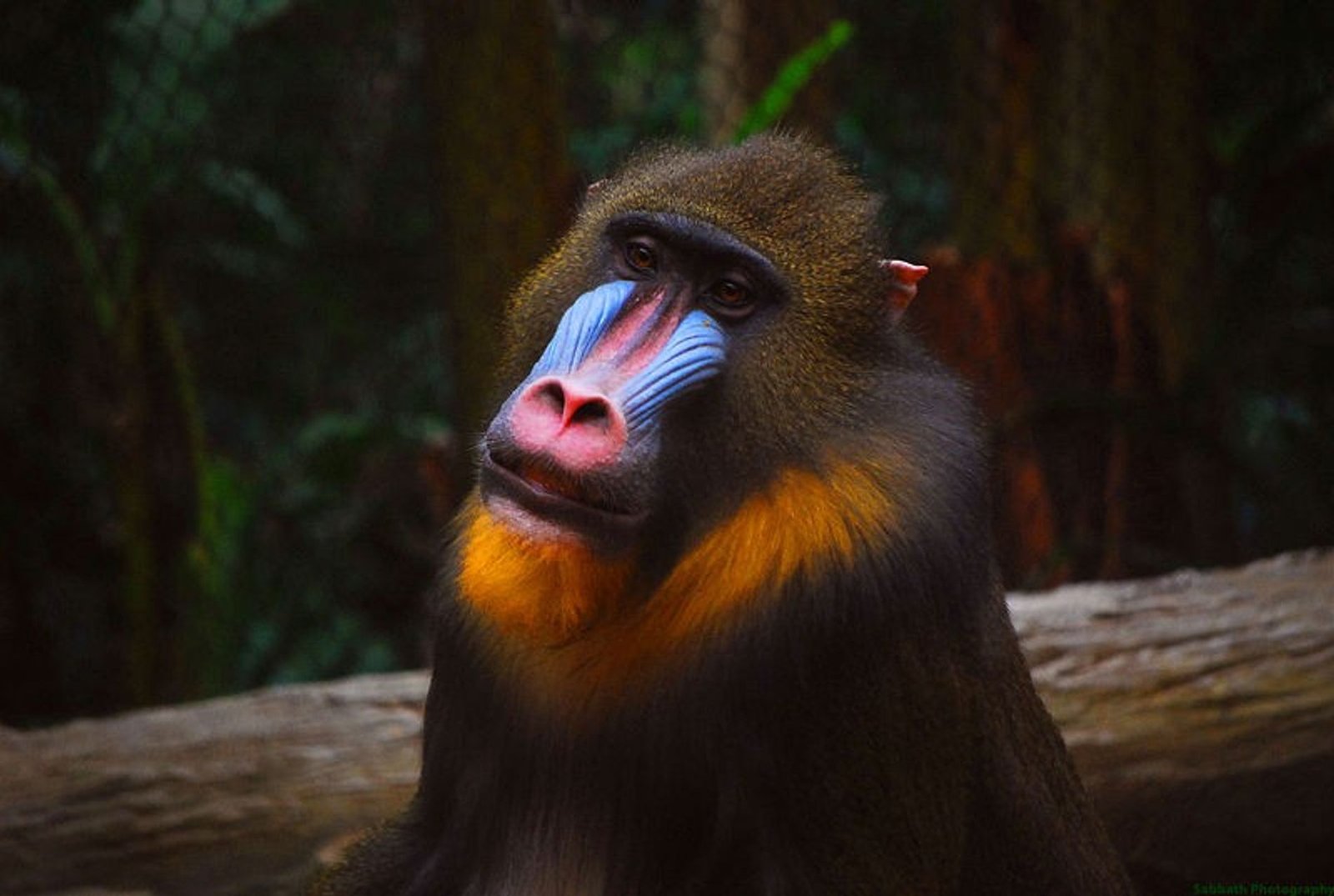 13-mandril